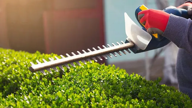 Hedge Cutting and Pruning