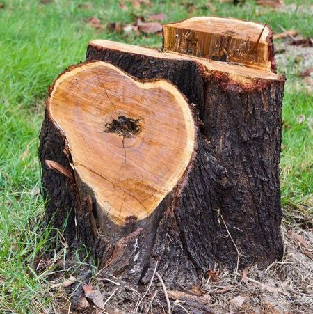 stump left after tree fell in farnborough