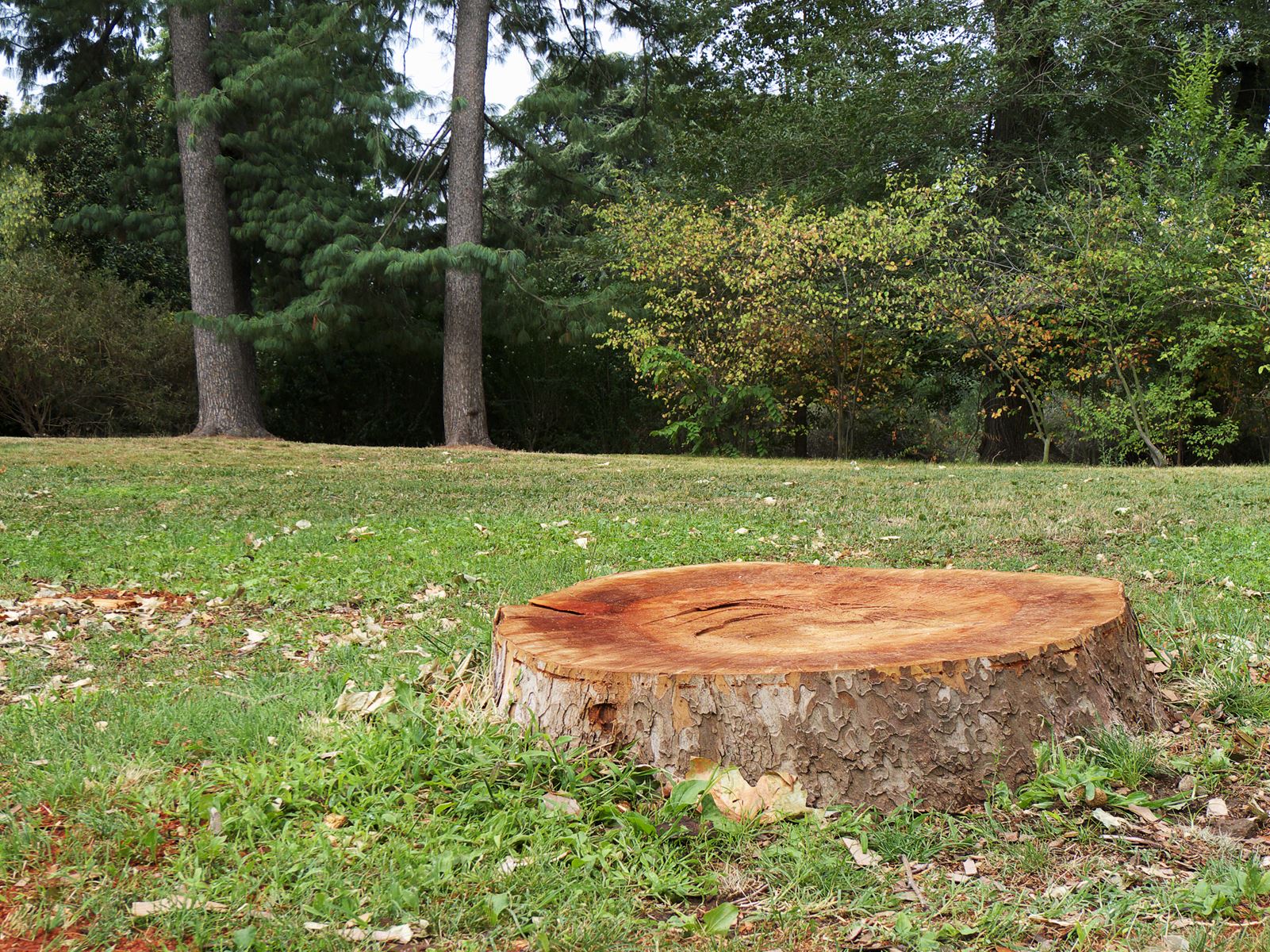 Tree stump in a field
