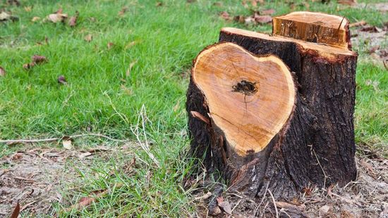 stump left after tree fell in farnborough