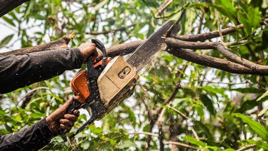 approved tree doctor